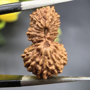Puede incluir: Primer plano de una cuenta Rudraksha marrón y texturizada. La cuenta tiene una apariencia natural y orgánica con una superficie acanalada. La cuenta está sujeta por un par de pinzas, con un fondo borroso.
