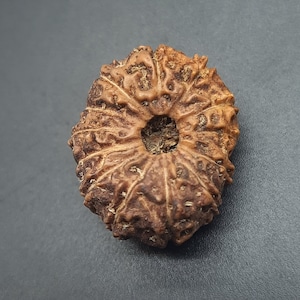 Peut inclure: Un objet rond et brun, semblable à une graine, avec un trou au centre. L'objet a une surface texturée avec un motif radial.