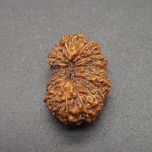 Peut inclure: Une graine de Rudraksha de couleur brune, ornée de motifs complexes, une perle sacrée utilisée dans l'hindouisme et le bouddhisme.
