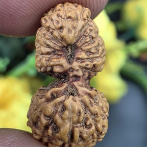 Peut inclure: Gros plan sur une graine de Rudraksha marron à deux sections. La graine a une surface texturée et organique avec des crêtes et des rainures. La graine est tenue entre deux doigts, avec un arrière-plan jaune et vert flou.