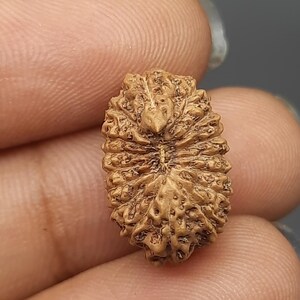 Peut inclure: Une graine de Rudraksha de couleur brune, de forme ovale, avec un motif détaillé et complexe. La graine a une teinte naturelle et terreuse et une texture légèrement rugueuse.