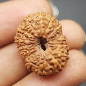 Può includere: Un perlino rotondo di colore marrone, simile a un seme, con un foro al centro. Il perlino ha una superficie testurizzata con molte piccole creste.