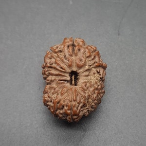 May include: A brown, intricately patterned seed pod with a natural, rough texture. The seed pod has a deep groove running through the centre.