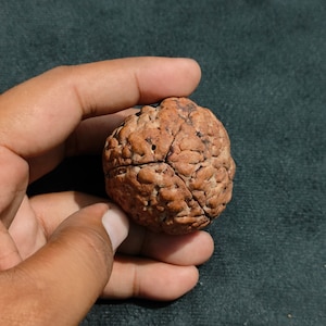 Rare Biggest 3 Mukhi Three Face Java Papua Rudraksha | Sacred Triple -Faced Bead for Harmony & Emotional Balance 50mm Plus