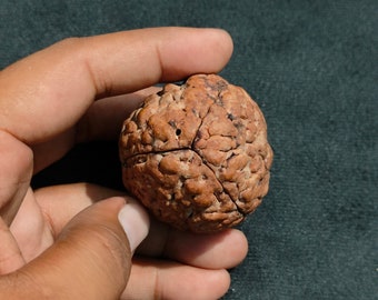 13 ムキ ルドラクシャ ビーズ: Java コレクター、IGL 認定 (22.21 mm