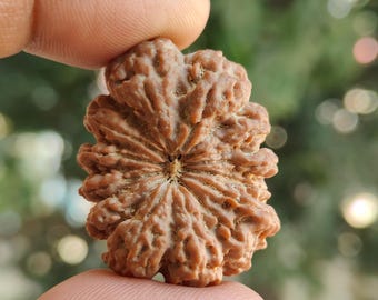 13 Mukhi Nepal Rudraksha | IGL Certified Collector Bead (34.16mm)