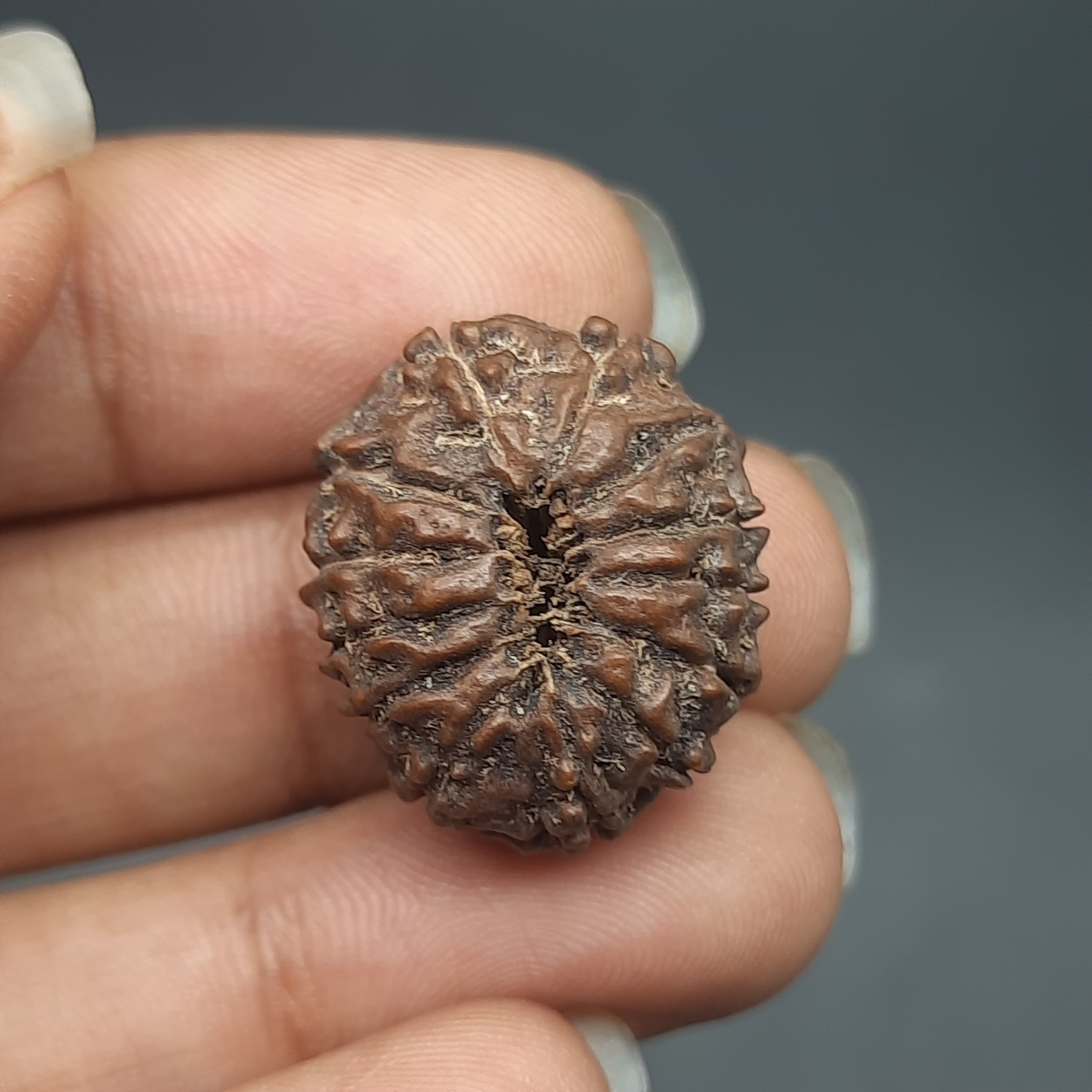 ✰︎‪ 琥珀 ✰ ✰︎ ルドラクシャマーラー　トップ13ムキ 13 ムキ ルドラクシャ ビーズ: Java コレクター、IGL 認定 (22.21 mm