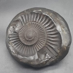 Authentic Natural Sudarshan Shaligram  | Sourced from Gandaki River, Nepal 433.30