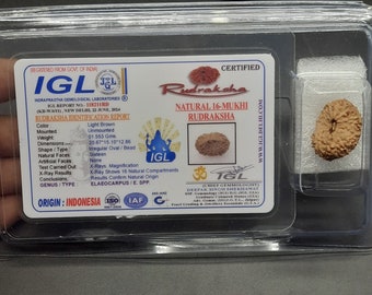 16 ムキ ジャワ ルドラクシャ • IGL 認定 20.67 mm ペンダント • レア
