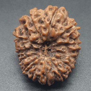 以下が含まれることがあります： 中央に穴が開いた、複雑に彫刻された丸い茶色の種子莢。種子莢はざらざらとした質感で、木でできているようです。