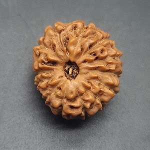 Peut inclure: Une perle ronde de couleur marron, sculptée de manière complexe, avec un trou au centre. La perle présente un motif unique, presque floral.