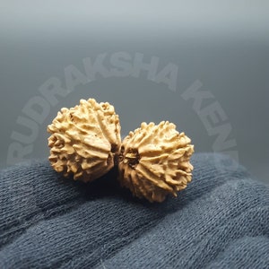 14 Mukhi Fourteen Face Gauri Shankar Rudraksha Beads | Origin Nepal With IGL Lab Certified 33.53mm