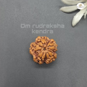 May include: A brown, six-faced Rudraksha bead with intricate carvings. The bead is a popular item in Hinduism and is believed to have spiritual significance.