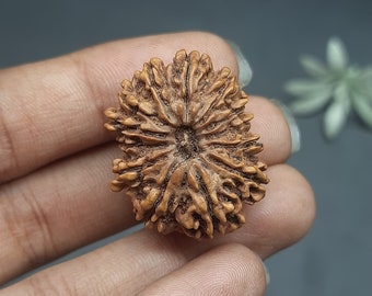 13 Mukhi Rudraksha Pendant Bead: Nepal Origin, Lab Certified (28mm, 4.73gm)