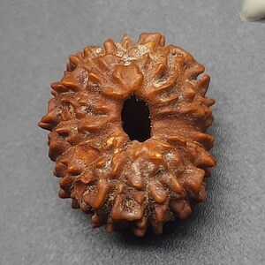 Peut inclure: Un objet rond et brun, semblable à une graine, avec un trou au centre. L'objet a une surface rugueuse et texturée et semble être fait de bois.