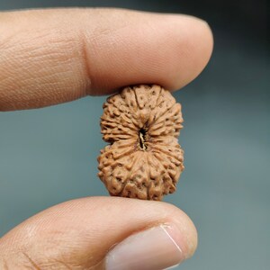 May include: Close-up of a brown, textured seed held between two fingers. The seed has a rough, ridged surface and a natural, organic appearance. The seed is a light brown color.