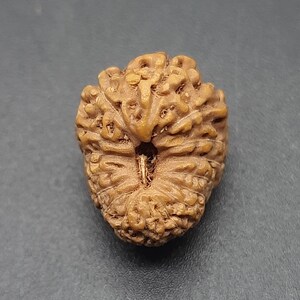 Peut inclure: Une gousse de graines en forme de cœur, de couleur brune, sculptée de manière complexe, avec un trou au centre.