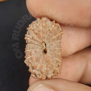 以下が含まれることがあります： 中央に穴が開いた、茶色の楕円形のルドラクシャビーズ。ビーズは表面がざらざらしており、白い背景で囲まれています。