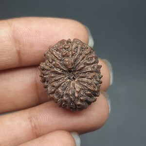 Peut inclure: Un objet rond et brun, ressemblant à une graine, avec un motif détaillé et complexe. L'objet présente une indentation circulaire au centre.