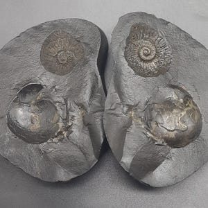 Rare Together Divine Laxmi Narayan With Shiv Lingam Shaligram | Natural Stone from Gandaki River, Nepal 493.68g