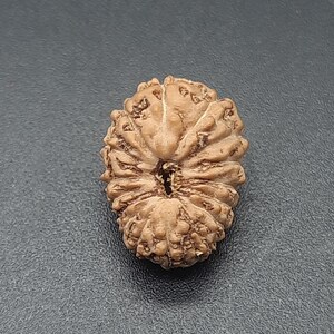 Peut inclure: Une graine de Rudraksha de couleur brune, de forme ovale, avec une surface texturée naturelle. La graine a un trou au centre et est un objet populaire dans l'hindouisme.