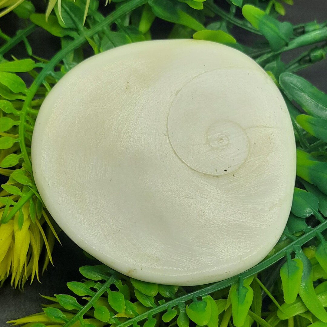 Rare Raja Gomati Chakra Sacred Shell for Wealth, Spiritual Healing and ...