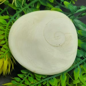 Puede incluir: Una concha redonda de color crema con un patrón en espiral. La concha es lisa y tiene una textura natural y orgánica. La concha está rodeada de follaje verde y amarillo.