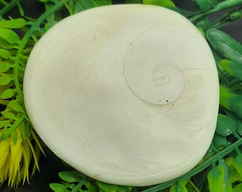 Raja Gomati Chakra Shell, naturlig helig sten för Lakshmi Puja, Vastu och Altar