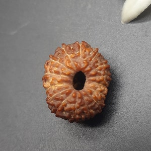 May include: A brown, round bead with a hole in the centre. The bead has a textured surface and appears to be made of natural material.