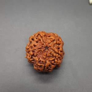 Authentic 5 Mukhi / Five Face Ambla Size Rudraksha From Nepal 26-28mm Brown in Colour