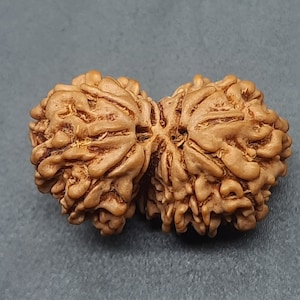 14 Mukhi Fourteen Face Gauri Shankar Rudraksha Beads | Origin Nepal With IGL Lab Certified 25.66mm