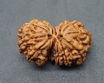 14 Mukhi Gauri Shankar Rudraksha • Nepal Divine Union Perle, 25,66 mm (IGL Zertifiziert)