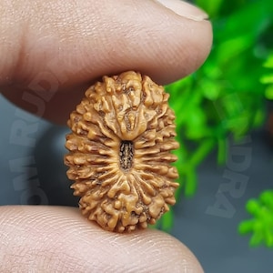 Rare 19 Mukhi Java Rudraksha 16.80mm Bead IGL Certified for Pendant