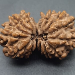 14 Mukhi Fourteen Face Gauri Shankar Rudraksha Beads | Origin Nepal With IGL Lab Certified 26.70mm