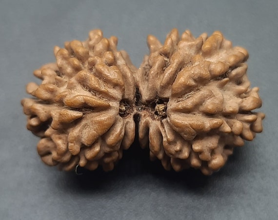 ルドラクシャマーラー　トップ　ガウリシャンカール　14ムキ　② ルドラクシャマーラー トップ ガウリシャンカール 14ムキ ②