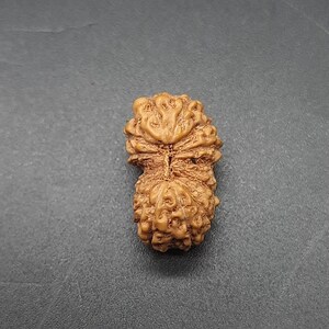 Peut inclure: Une perle de Rudraksha de couleur brune, avec une texture naturelle et organique, ornée de motifs complexes.