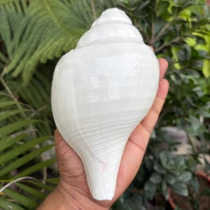 May include: A large, white conch shell with a smooth, glossy surface. The shell has a spiral shape and is held in a hand, highlighting its size and natural beauty. Green foliage forms the background.