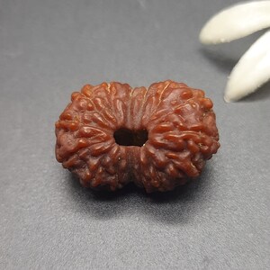 May include: A brown, round, intricately carved Rudraksha bead with a hole in the centre.