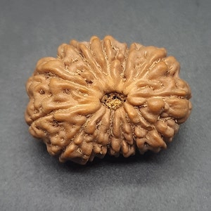 Peut inclure: Une perle de Rudraksha de couleur brune, sculptée de manière complexe, avec un trou central. La perle a une surface rugueuse et texturée et une forme organique unique.