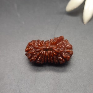 May include: A single, dark brown, intricately carved Rudraksha bead with a hole in the center.