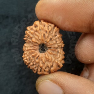 May include: A brown Rudraksha bead with a hole in the center. The bead has a textured surface and is being held by a hand.
