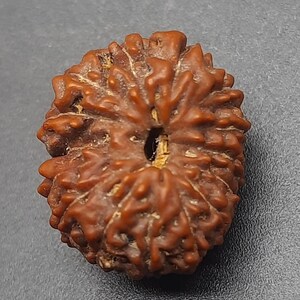 Peut inclure: Une perle de Rudraksha de couleur brune, sculptée de manière complexe, avec un trou au centre. La perle a une surface rugueuse et texturée et est un objet populaire dans l'hindouisme.