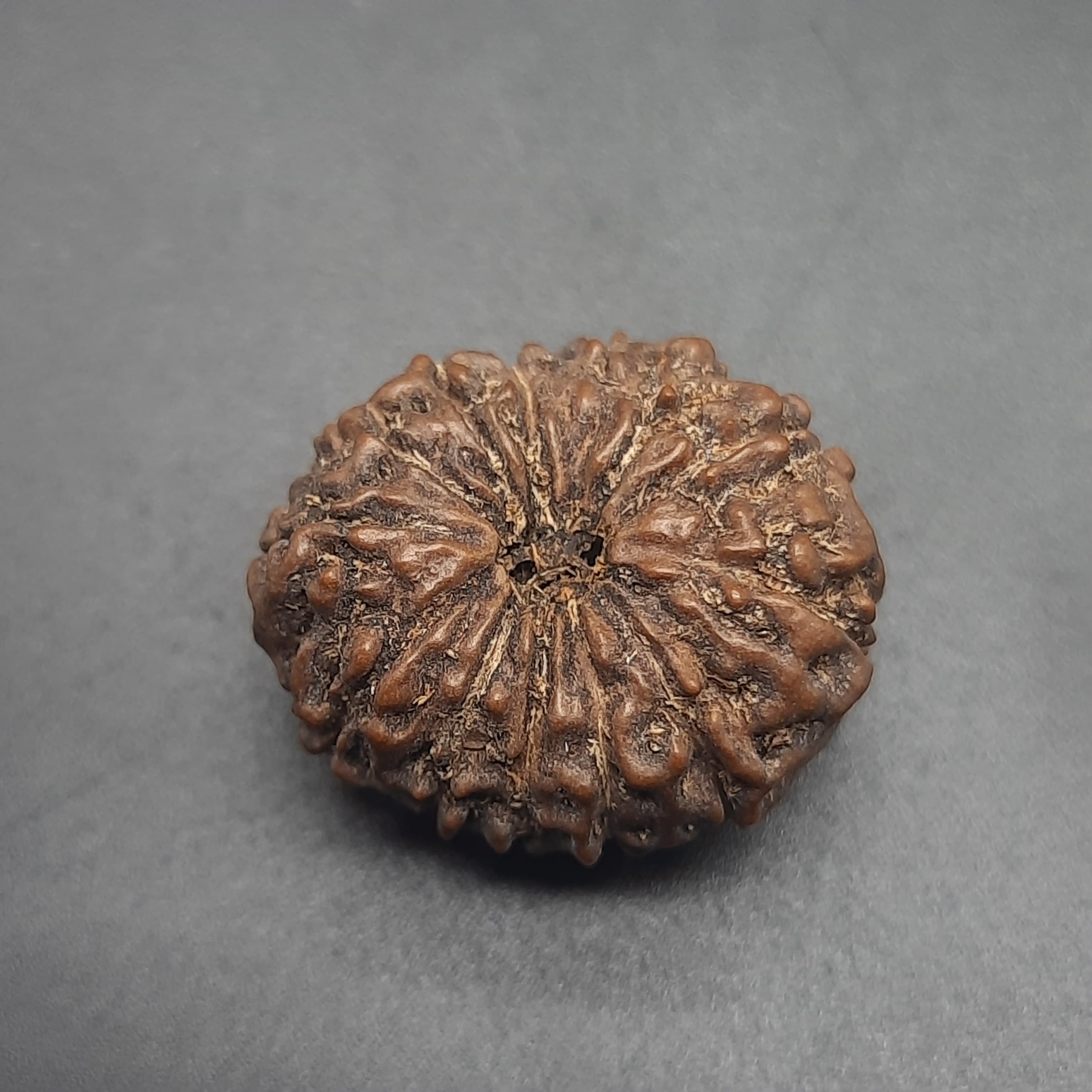 13 ムキ ルドラクシャ ビーズ: Java コレクター、IGL 認定 (22.21 mm