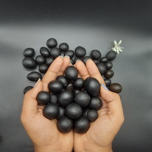 Divine Small Gopal Shaligram for Donation - from gandaki River Nepal Sacred Hindu Fossil Stone 15-30mm