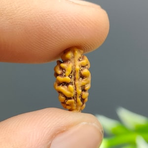 1 Mukhi One Face Java Rudraksha Bead For Pendant | AAA+ Super Quality Rudraksha |  12.93mm Bead For Jewelry | Healing Shiva Rudraksh Bead