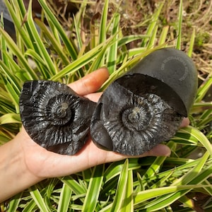 Divine Laxmi Narayan Shaligram | Natural Stone from Gandaki River, Nepal