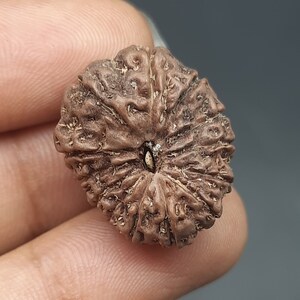 Peut inclure: Une graine de Rudraksha brune à motifs complexes avec une petite graine de couleur claire au centre.