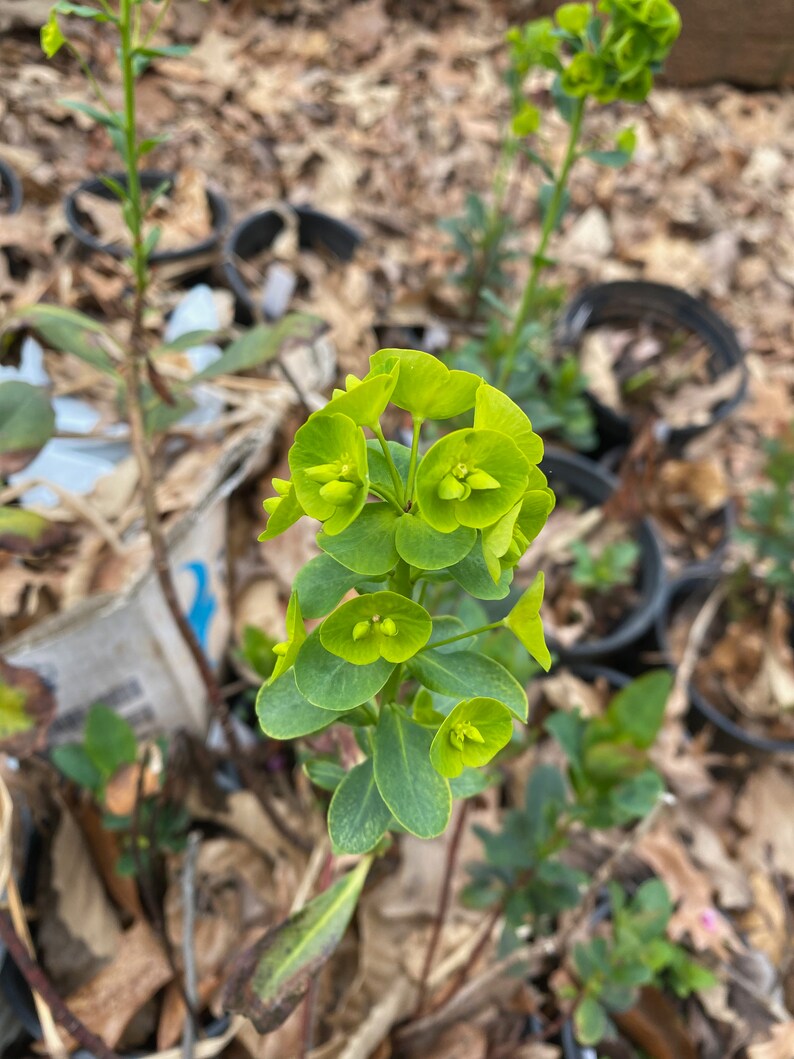 Wood Spurge euphorbia Amygdaloide Etsy