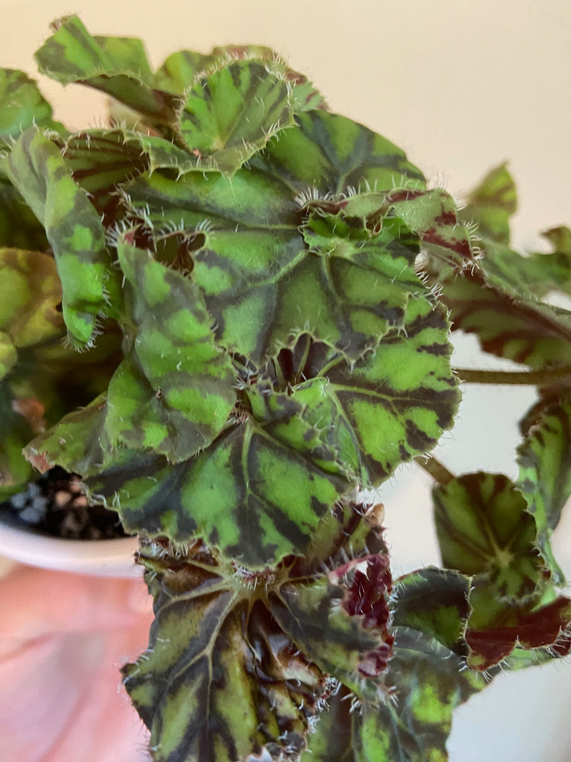 Rex zumba Begonia Etsy