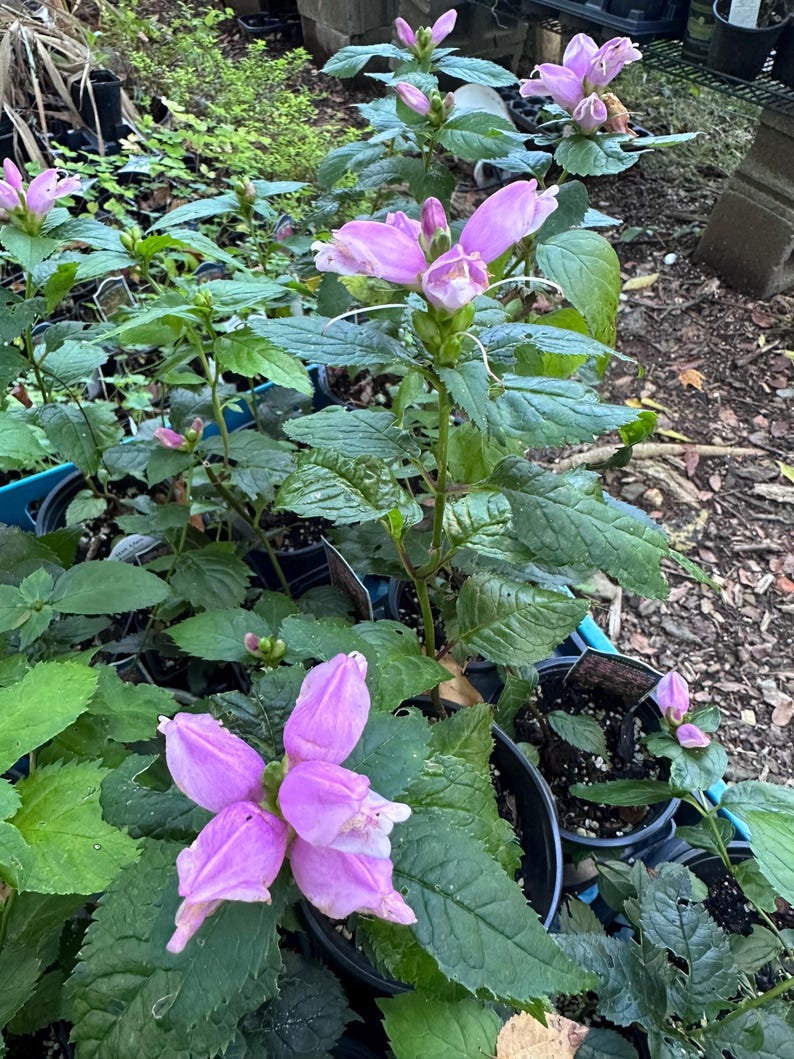 DogsWoodAcres Turtlehead - Thumbnail 5